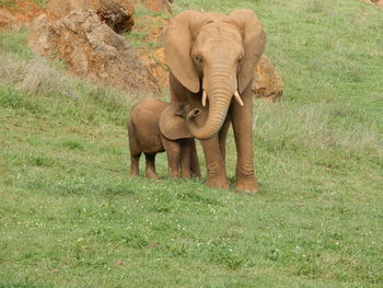 Mother elephant with baby in grassy field of spanish nature reserve.