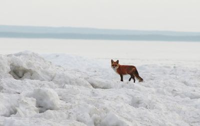 Dog standing on snow covered landscape