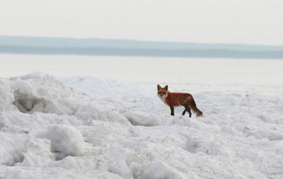 Fox on ice