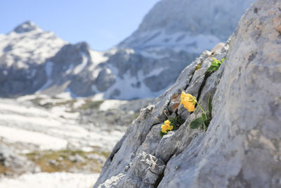 Close-up of yellow flowering plant on rock