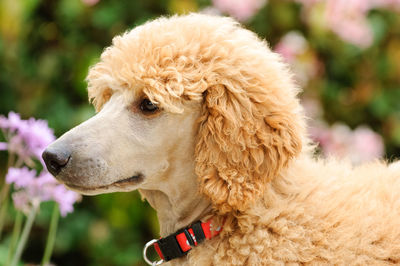 Close-up of a dog looking away