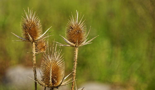 Close-up of dried thistle on field
