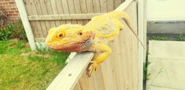 Close-up of a lizard on a fence