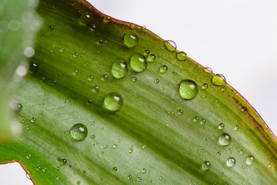 Close-up of water drops on plant leaves