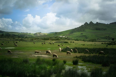 Flock of sheep standing on grassy field against sky