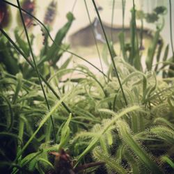 Close-up of green leaves