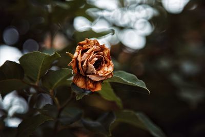 Close-up of rose blooming outdoors