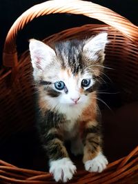 Close-up portrait of cat in basket