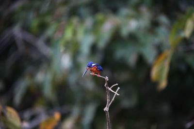 Kingfisher perching on dry plant