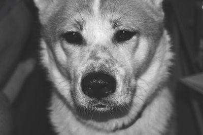 Close-up portrait of dog