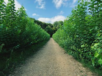 Diminishing perspective of dirt road amidst plants against sky