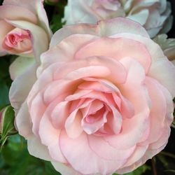 Close-up of pink rose