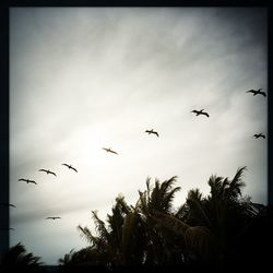 Low angle view of birds flying in sky