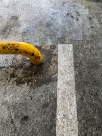 High angle view of a reptile on the road