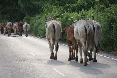 Herds of cattle walk horizontally across country roads.