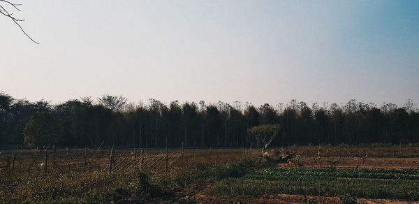 Scenic view of field against clear sky