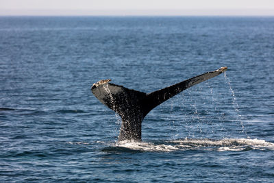 Low section of whale in calm blue sea