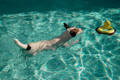 Jack russell terrier dog  swimming in backyard swimming pool on a sunny summer day. 