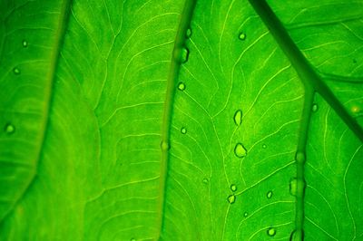 Close-up of raindrops on green leaves