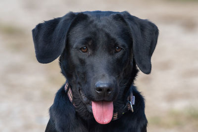 Head shot of a cute black labrador puppy