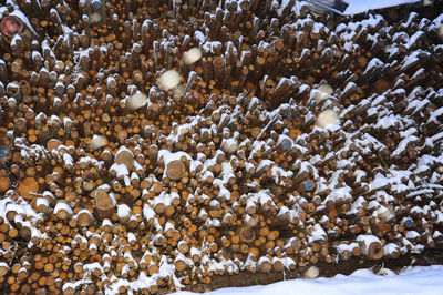 A firewood staple for heating in winter, covered with snow