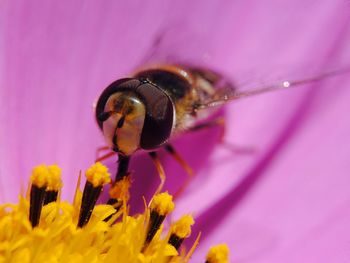 Close-up of bee pollinating on pink flower