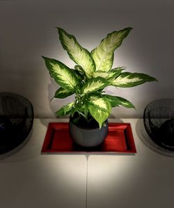 High angle view of potted plant on table at home