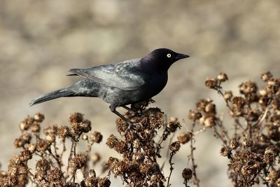 Close-up of bird perching on a tree