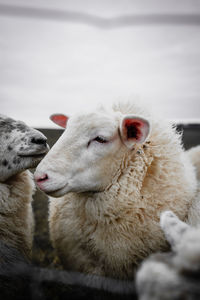 Close-up of sheep on field