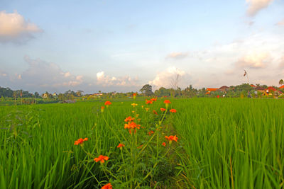 Scenic view of flowering plants on field against sky
