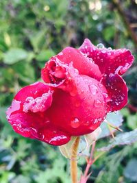 Close-up of water drops on red flower