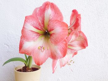 Close-up of pink flowers