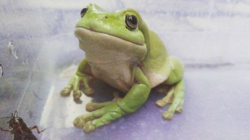 Close-up of green lizard