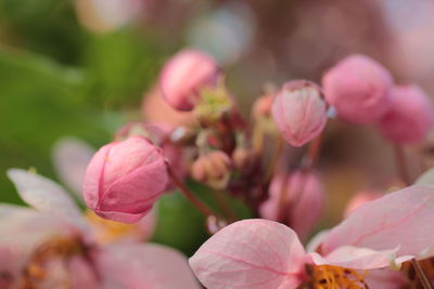 Close-up of pink flowers blooming outdoors