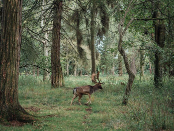 Reindeer in forest