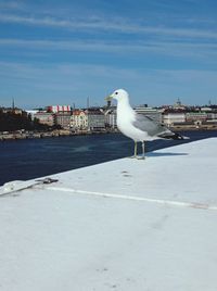 Seagull perching on promenade