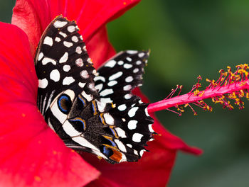 Close-up of red flower