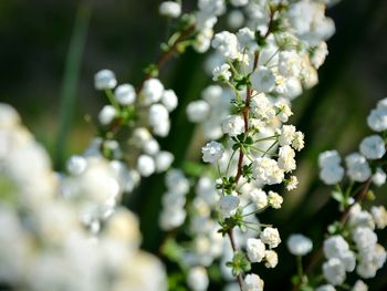 Close-up of white flowers