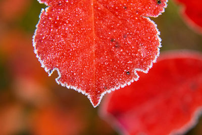 Beautiful red aronia leaves with a frosty edge. morning scenery in the garden. 