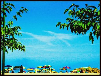 Trees against blue sky