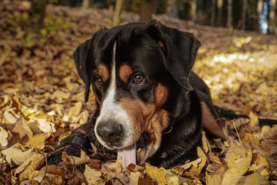 Close-up of dog