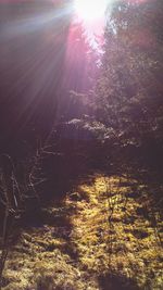 Sun shining through trees