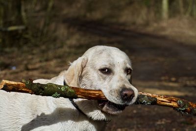 Close-up of dog carrying stick in mouth