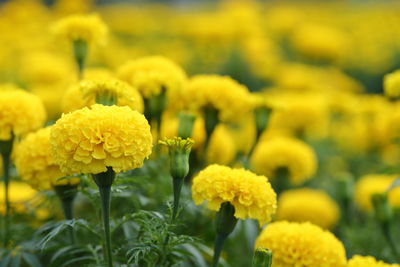 Close-up of yellow marigold flowers