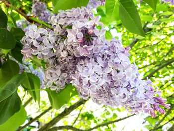 Close-up of purple flowering plant