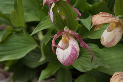 Close-up of pink flowering plant leaves