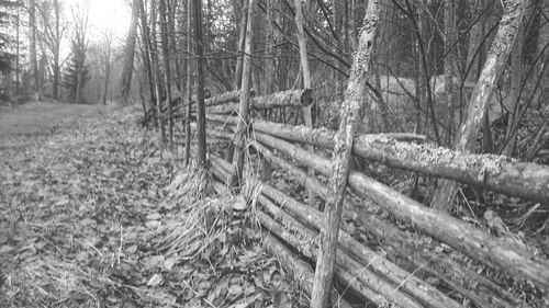 Trees in forest