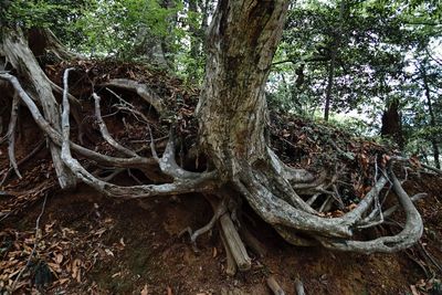 Tree roots in forest