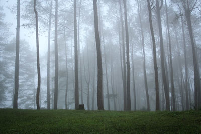 Scenic view of forest