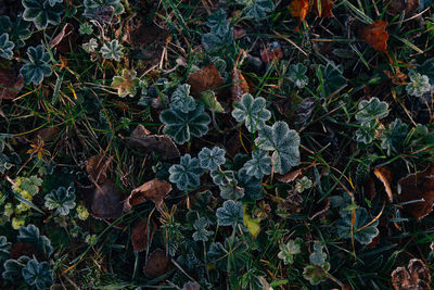 High angle view of plants